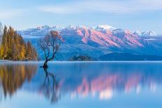 Wanaka Tree, Southern Alps and Autumn Leaves Standing on Lake Wanaka in New Zealand-pespiero-Photographic Print