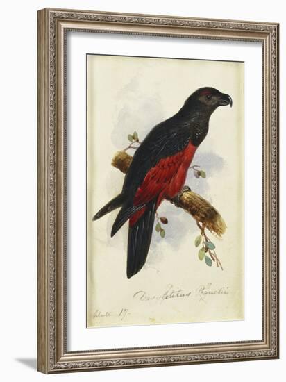 Pesquet's Dasyptilus (Dasyptilus Pesquetii)-Edward Lear-Framed Giclee Print