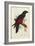 Pesquet's Dasyptilus (Dasyptilus Pesquetii)-Edward Lear-Framed Giclee Print