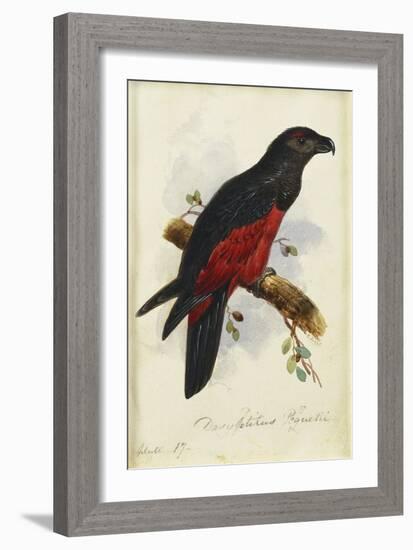 Pesquet's Dasyptilus (Dasyptilus Pesquetii)-Edward Lear-Framed Giclee Print