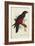 Pesquet's Dasyptilus (Dasyptilus Pesquetii)-Edward Lear-Framed Giclee Print