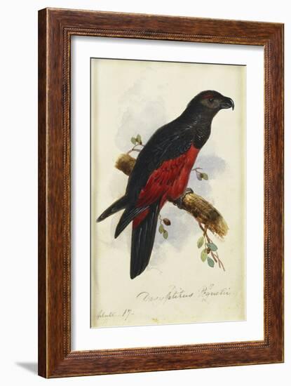 Pesquet's Dasyptilus (Dasyptilus Pesquetii)-Edward Lear-Framed Giclee Print