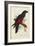 Pesquet's Dasyptilus (Dasyptilus Pesquetii)-Edward Lear-Framed Giclee Print