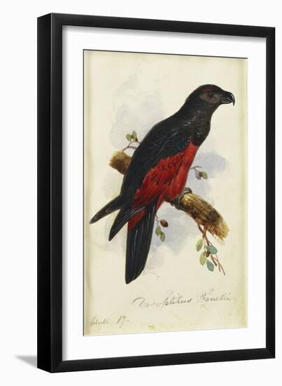 Pesquet's Dasyptilus (Dasyptilus Pesquetii)-Edward Lear-Framed Giclee Print