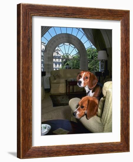 Pet Beagles of President Lyndon B. Johnson, Sitting Together in White House Sitting Room-Francis Miller-Framed Photographic Print