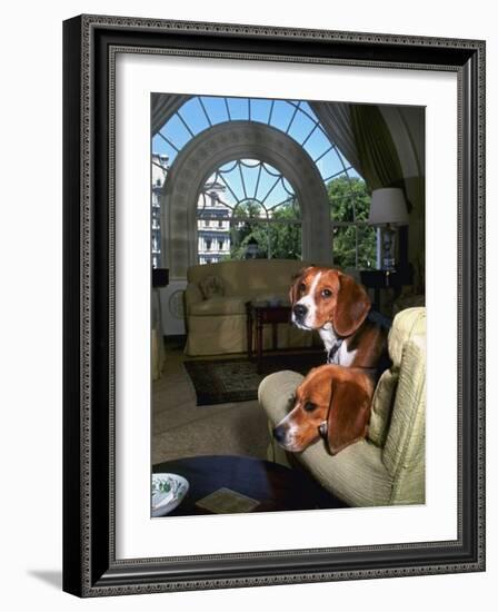 Pet Beagles of President Lyndon B. Johnson, Sitting Together in White House Sitting Room-Francis Miller-Framed Photographic Print