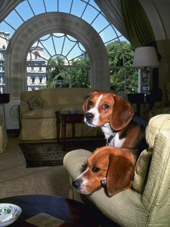 Lyndon b johnson beagles sales