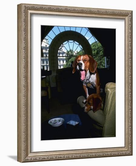 Pet Beagles of President Lyndon B. Johnson, Sitting Together in White House Sitting Room-Francis Miller-Framed Photographic Print