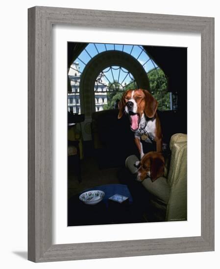 Pet Beagles of President Lyndon B. Johnson, Sitting Together in White House Sitting Room-Francis Miller-Framed Photographic Print