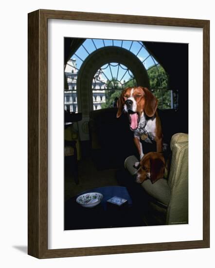 Pet Beagles of President Lyndon B. Johnson, Sitting Together in White House Sitting Room-Francis Miller-Framed Photographic Print