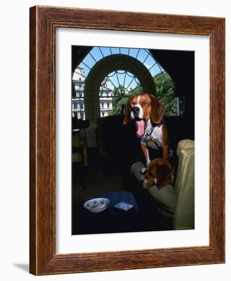 Pet Beagles of President Lyndon B. Johnson, Sitting Together in White House Sitting Room-Francis Miller-Framed Photographic Print