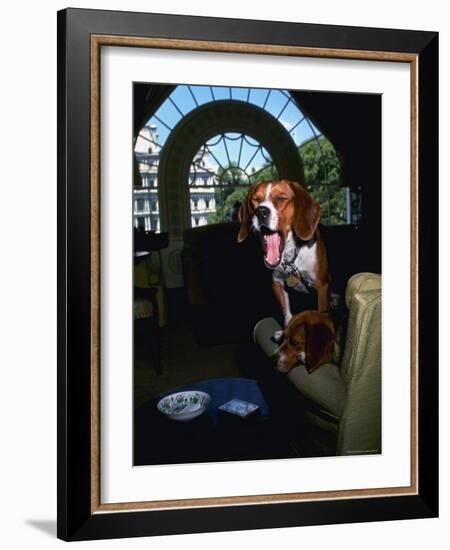 Pet Beagles of President Lyndon B. Johnson, Sitting Together in White House Sitting Room-Francis Miller-Framed Photographic Print