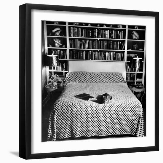 Pet Cat Sitting on Bed of Author Dorothy Parker-null-Framed Photographic Print