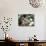 Pet Domestic Mini Rex Rabbit Amongst Hydrangea Flowers-Lynn M. Stone-Photographic Print displayed on a wall
