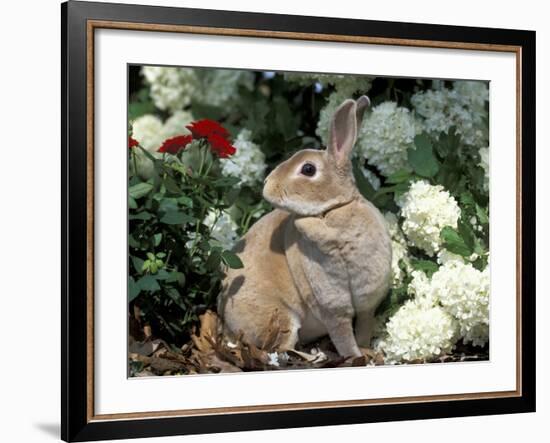 Pet Domestic Mini Rex Rabbit Amongst Hydrangea Flowers-Lynn M. Stone-Framed Photographic Print