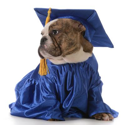 Cute beagle puppy in a graduation cap postcard | Zazzle