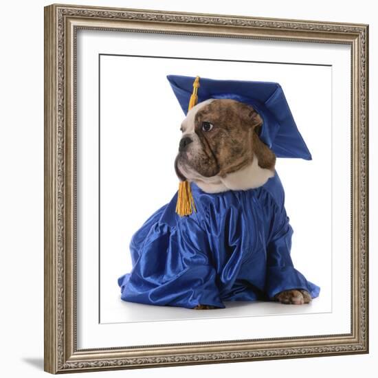 Pet Graduation - English Bulldog Wearing Graduate Costume-Willee Cole-Framed Photographic Print