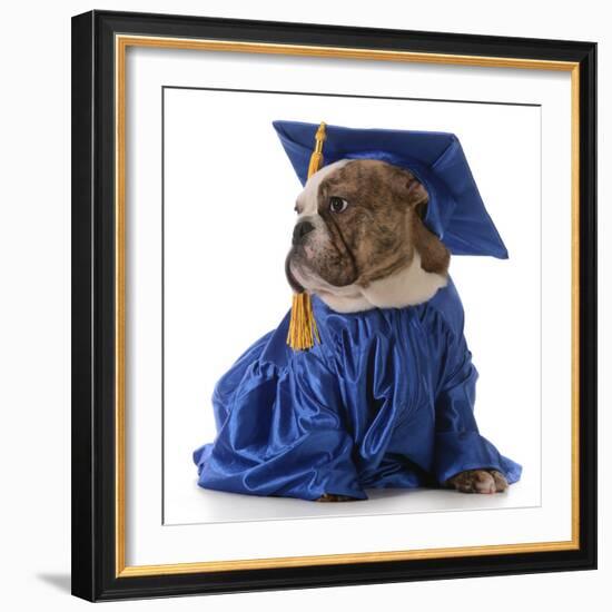 Pet Graduation - English Bulldog Wearing Graduate Costume-Willee Cole-Framed Photographic Print