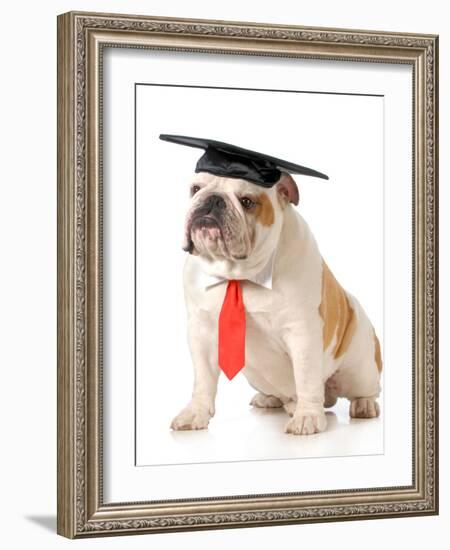 Pet Graduation - English Bulldog Wearing Graduation Cap And Red Tie-Willee Cole-Framed Photographic Print