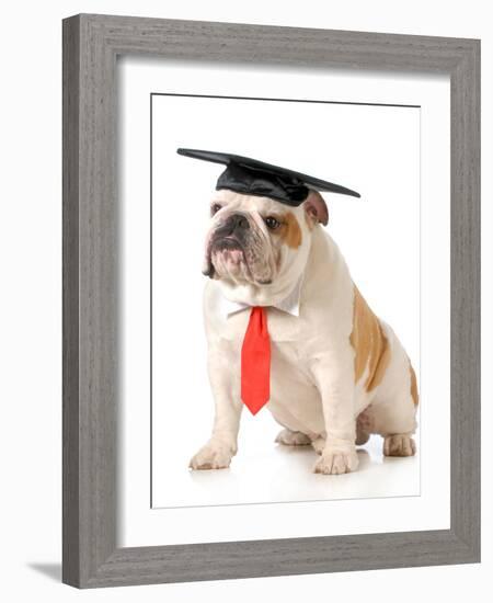 Pet Graduation - English Bulldog Wearing Graduation Cap And Red Tie-Willee Cole-Framed Photographic Print