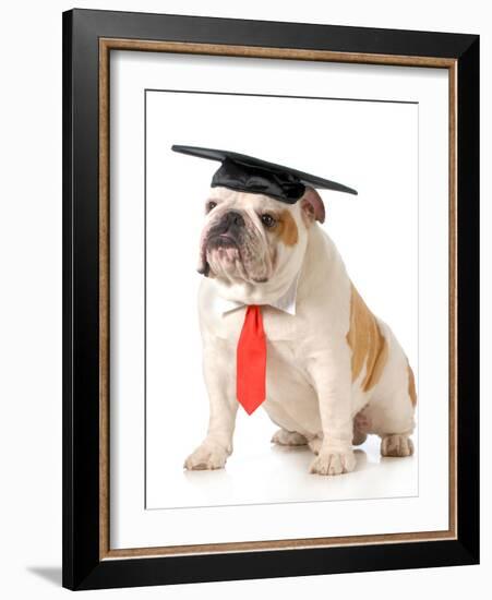 Pet Graduation - English Bulldog Wearing Graduation Cap And Red Tie-Willee Cole-Framed Photographic Print