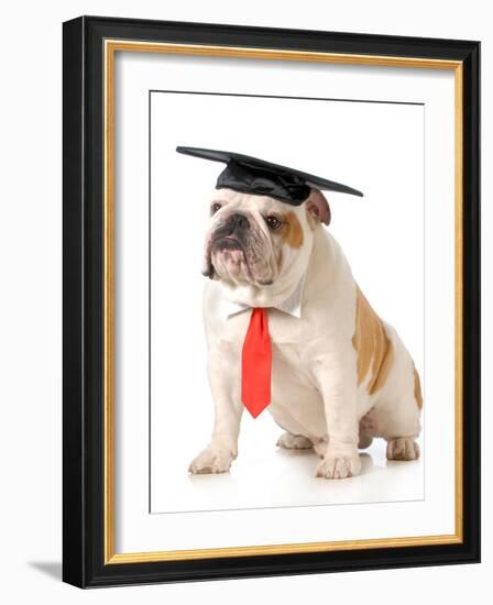 Pet Graduation - English Bulldog Wearing Graduation Cap And Red Tie-Willee Cole-Framed Photographic Print