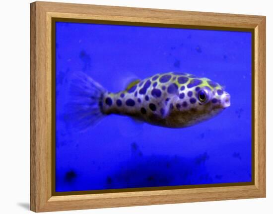 Pet Idol, Matt Junior, the Puffer Fish Owned by Matt Milburn of Gosport, June 2005-null-Framed Premier Image Canvas