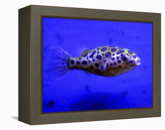 Pet Idol, Matt Junior, the Puffer Fish Owned by Matt Milburn of Gosport, June 2005-null-Framed Premier Image Canvas