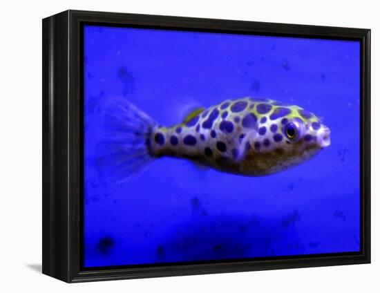Pet Idol, Matt Junior, the Puffer Fish Owned by Matt Milburn of Gosport, June 2005-null-Framed Premier Image Canvas