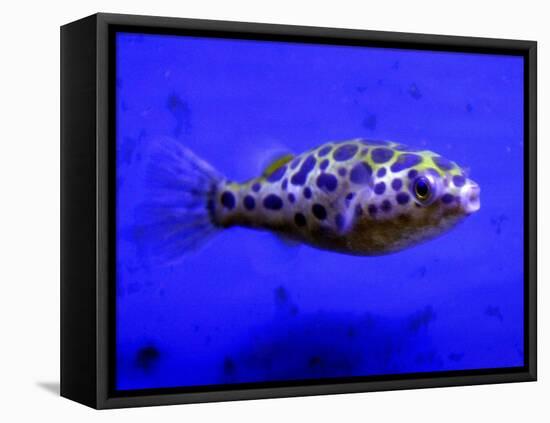 Pet Idol, Matt Junior, the Puffer Fish Owned by Matt Milburn of Gosport, June 2005-null-Framed Premier Image Canvas