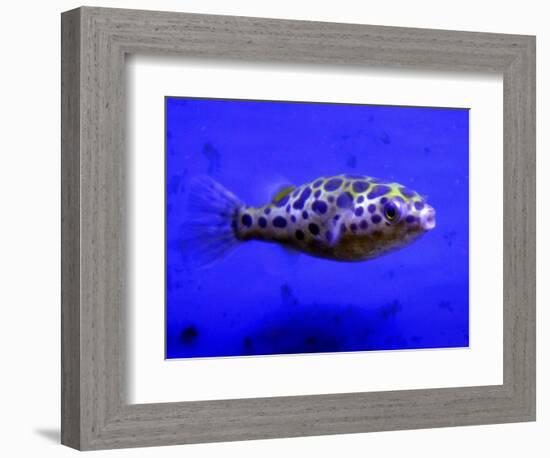 Pet Idol, Matt Junior, the Puffer Fish Owned by Matt Milburn of Gosport, June 2005-null-Framed Photographic Print