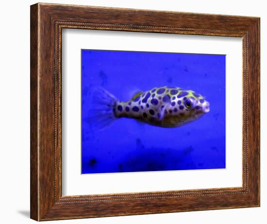 Pet Idol, Matt Junior, the Puffer Fish Owned by Matt Milburn of Gosport, June 2005-null-Framed Photographic Print