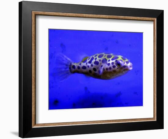 Pet Idol, Matt Junior, the Puffer Fish Owned by Matt Milburn of Gosport, June 2005-null-Framed Photographic Print