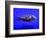 Pet Idol, Matt Junior, the Puffer Fish Owned by Matt Milburn of Gosport, June 2005-null-Framed Photographic Print