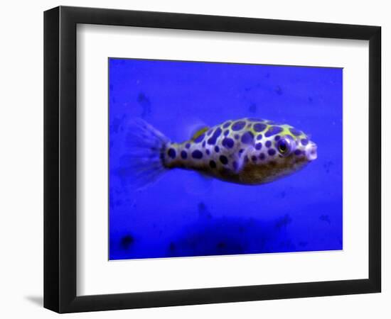 Pet Idol, Matt Junior, the Puffer Fish Owned by Matt Milburn of Gosport, June 2005-null-Framed Photographic Print