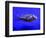 Pet Idol, Matt Junior, the Puffer Fish Owned by Matt Milburn of Gosport, June 2005-null-Framed Photographic Print