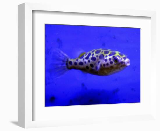 Pet Idol, Matt Junior, the Puffer Fish Owned by Matt Milburn of Gosport, June 2005-null-Framed Photographic Print