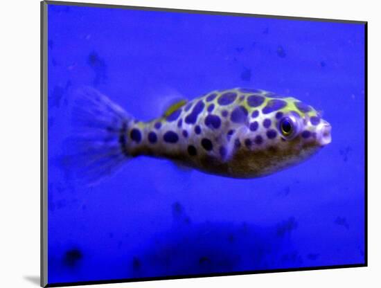 Pet Idol, Matt Junior, the Puffer Fish Owned by Matt Milburn of Gosport, June 2005-null-Mounted Photographic Print