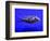 Pet Idol, Matt Junior, the Puffer Fish Owned by Matt Milburn of Gosport, June 2005-null-Framed Photographic Print