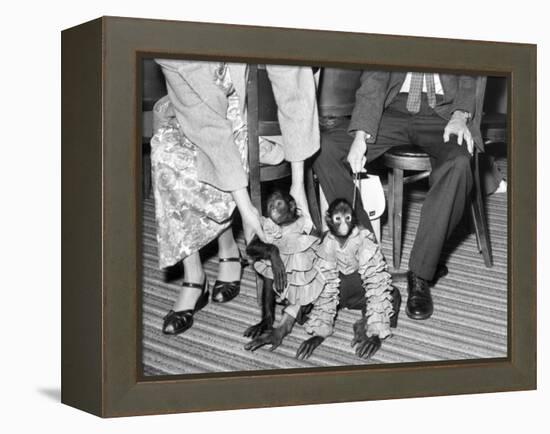 Pet Monkeys All Dressed Up, Ca. 1961.-Kirn Vintage Stock-Framed Premier Image Canvas