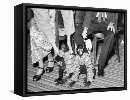 Pet Monkeys All Dressed Up, Ca. 1961.-Kirn Vintage Stock-Framed Premier Image Canvas