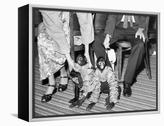 Pet Monkeys All Dressed Up, Ca. 1961.-Kirn Vintage Stock-Framed Premier Image Canvas