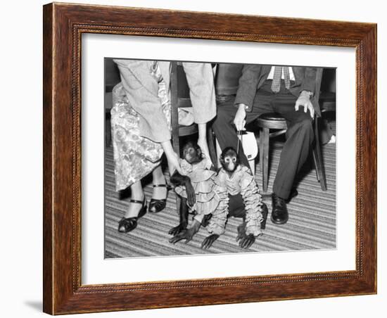 Pet Monkeys All Dressed Up, Ca. 1961.-Kirn Vintage Stock-Framed Photographic Print