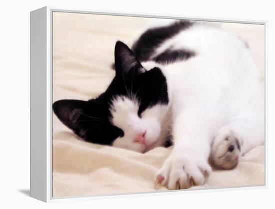 Pet of the Week: Puss Puss Cat-null-Framed Premier Image Canvas