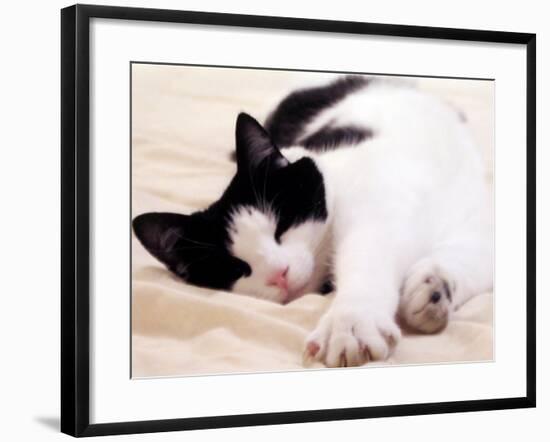 Pet of the Week: Puss Puss Cat-null-Framed Photographic Print