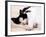 Pet of the Week: Puss Puss Cat-null-Framed Photographic Print