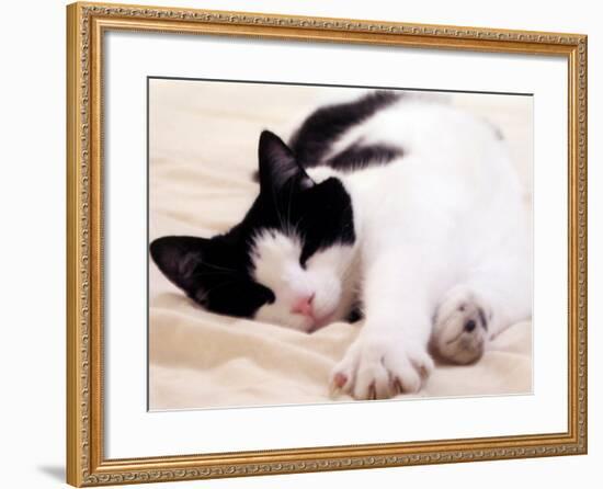 Pet of the Week: Puss Puss Cat-null-Framed Photographic Print