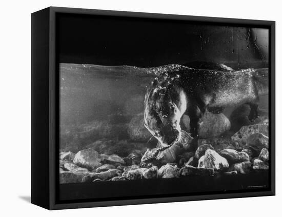 Pet Otter Diving For Frog at Mealtime-Wallace Kirkland-Framed Premier Image Canvas