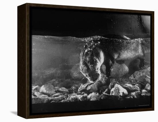 Pet Otter Diving For Frog at Mealtime-Wallace Kirkland-Framed Premier Image Canvas