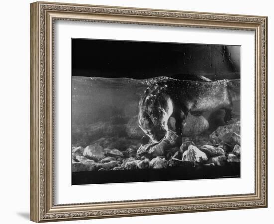 Pet Otter Diving For Frog at Mealtime-Wallace Kirkland-Framed Photographic Print